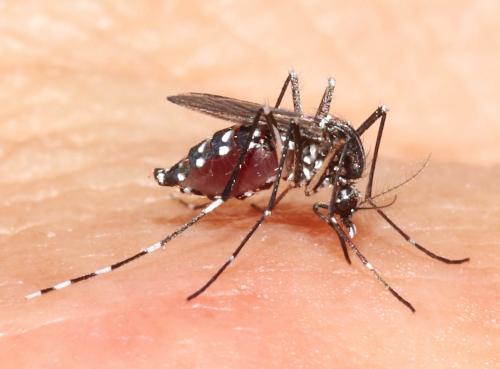 Aedes albopictus